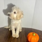 Zoey (Miniature Schnoodle)