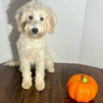 Zoey (Miniature Schnoodle)