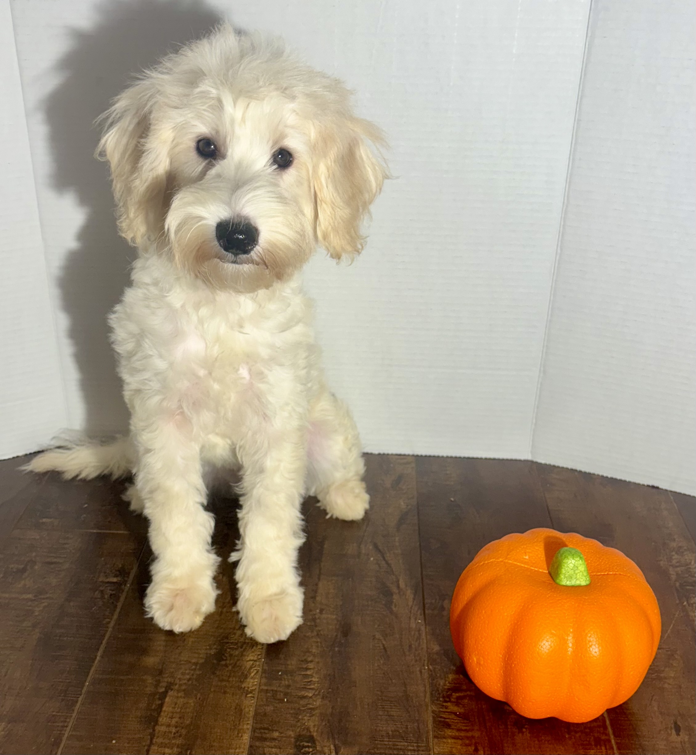 Zoey (Miniature Schnoodle)