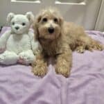 Sadie (Miniature Schnoodle)