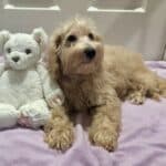 Sadie (Miniature Schnoodle)