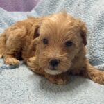 Miniature Schnoodle