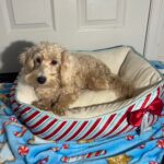 Sadie (Miniature Schnoodle)