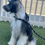 Max – Miniature Schnauzer