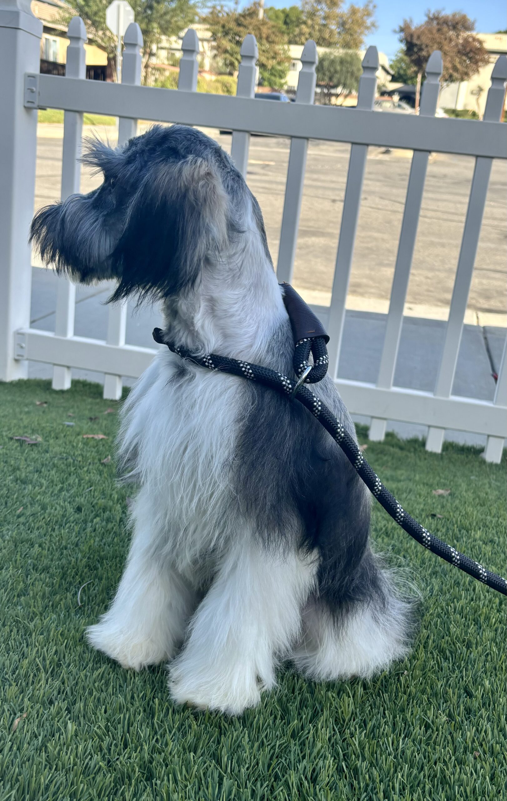 Max – Miniature Schnauzer