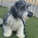 Max – Miniature Schnauzer