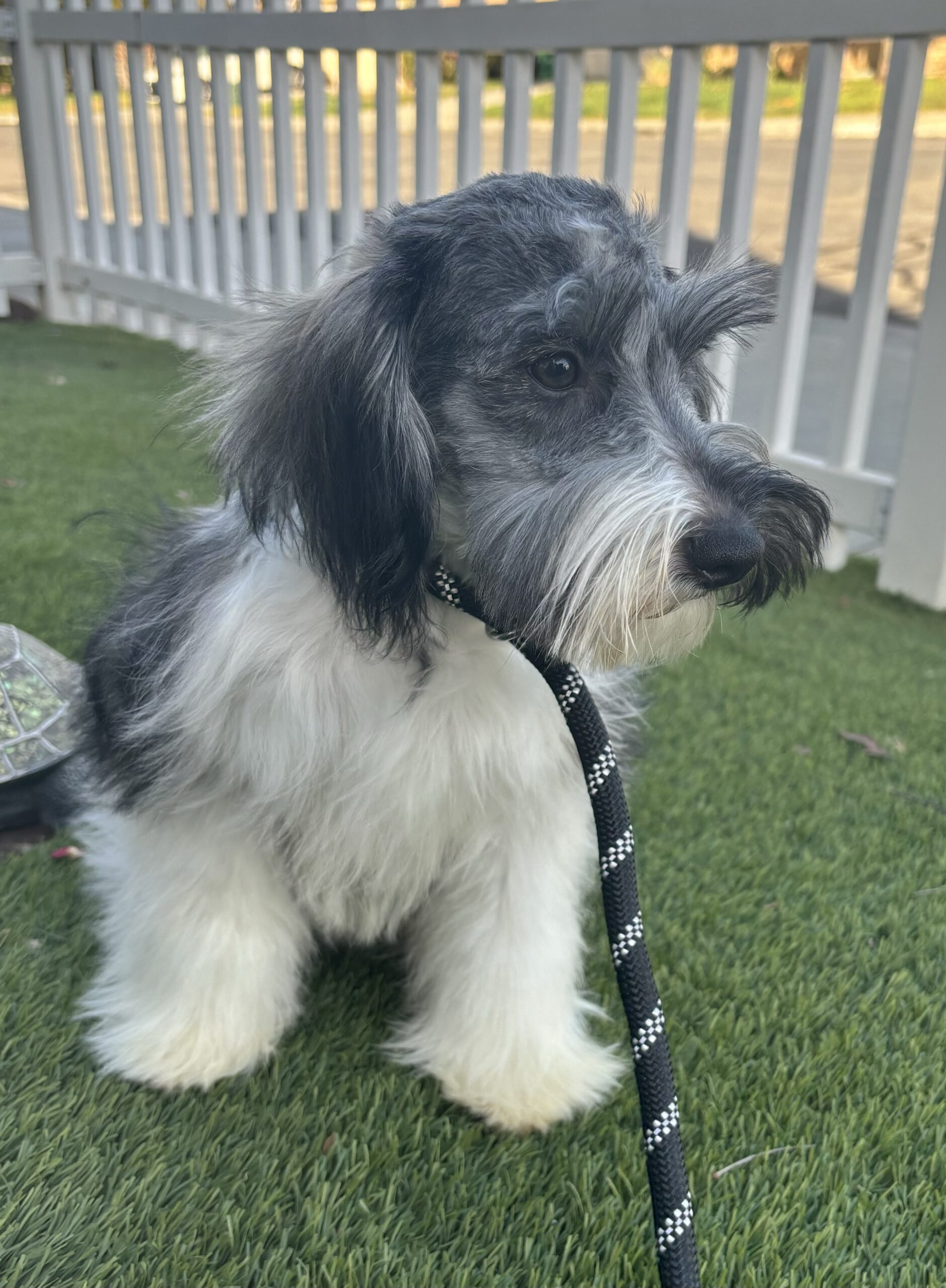 Max – Miniature Schnauzer