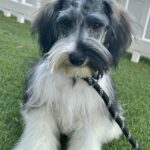 Max – Miniature Schnauzer