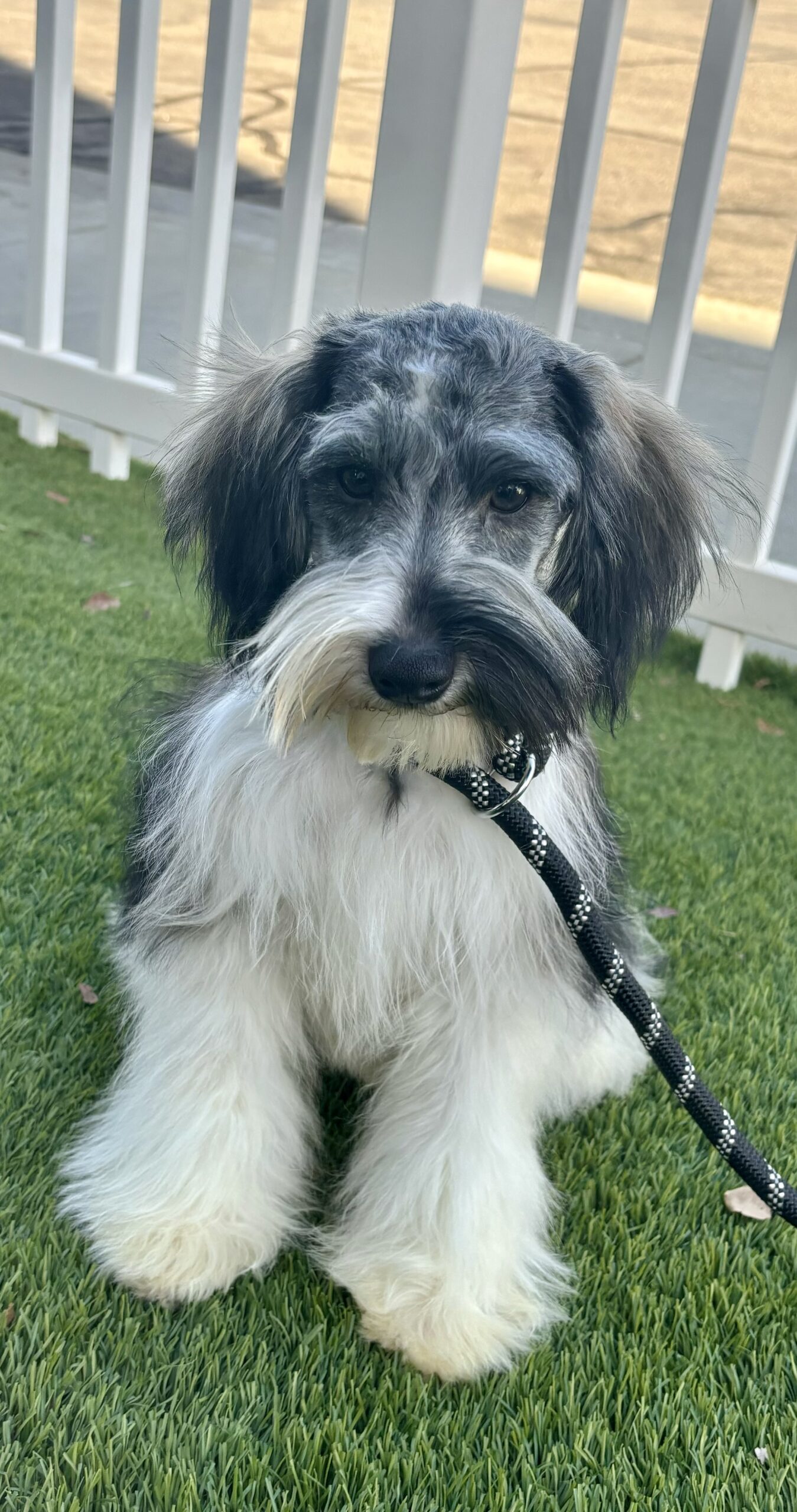 Max – Miniature Schnauzer