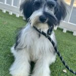 Max – Miniature Schnauzer