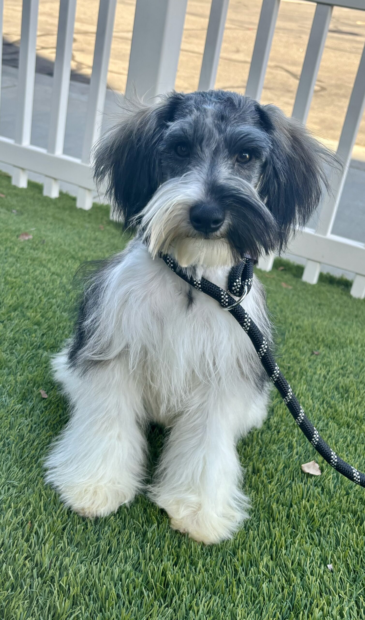 Max – Miniature Schnauzer