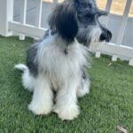 Max – Miniature Schnauzer