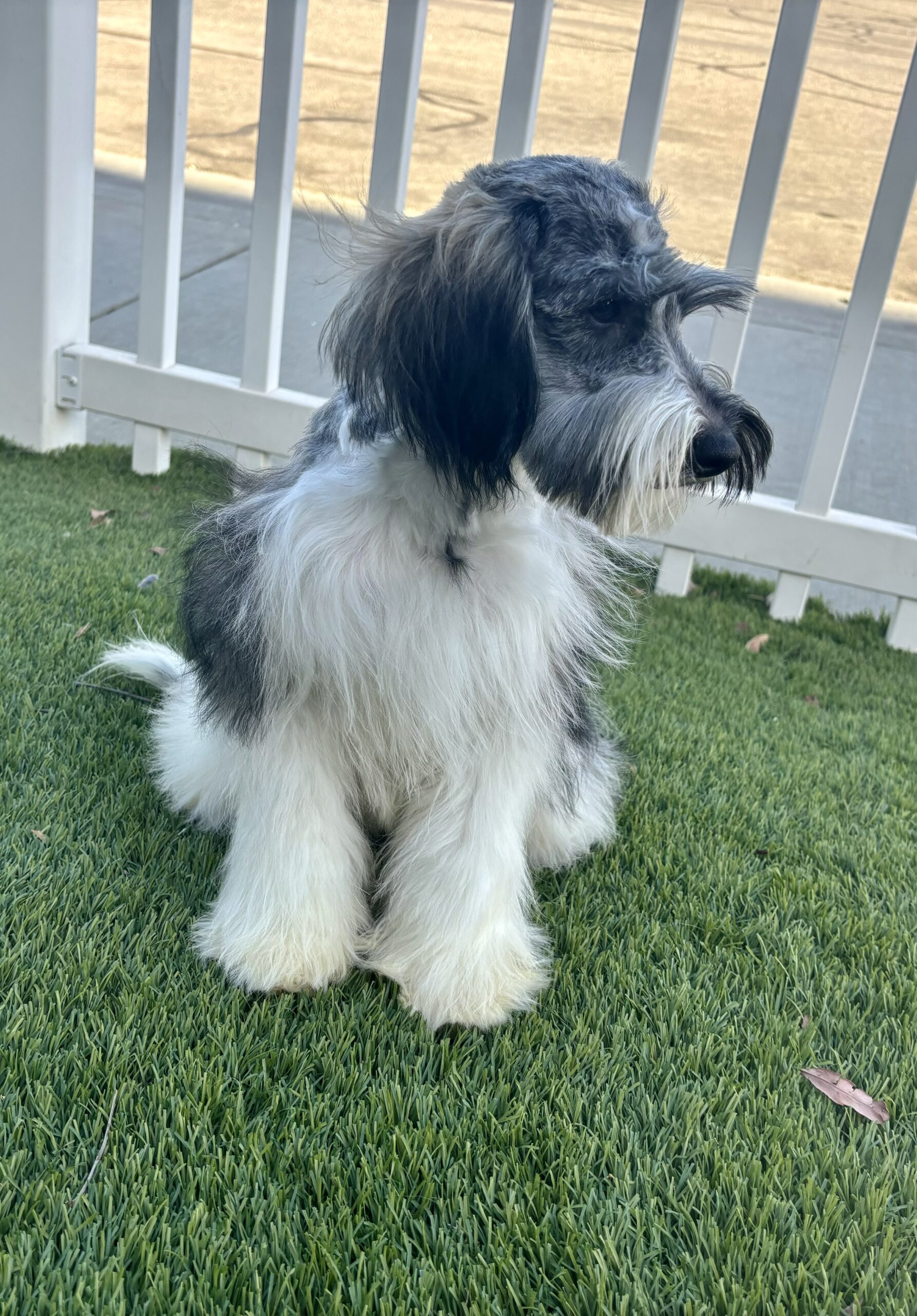 Max – Miniature Schnauzer