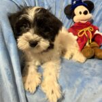 Andy – Miniature Schnauzer