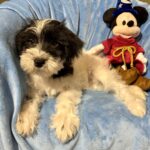 Andy – Miniature Schnauzer