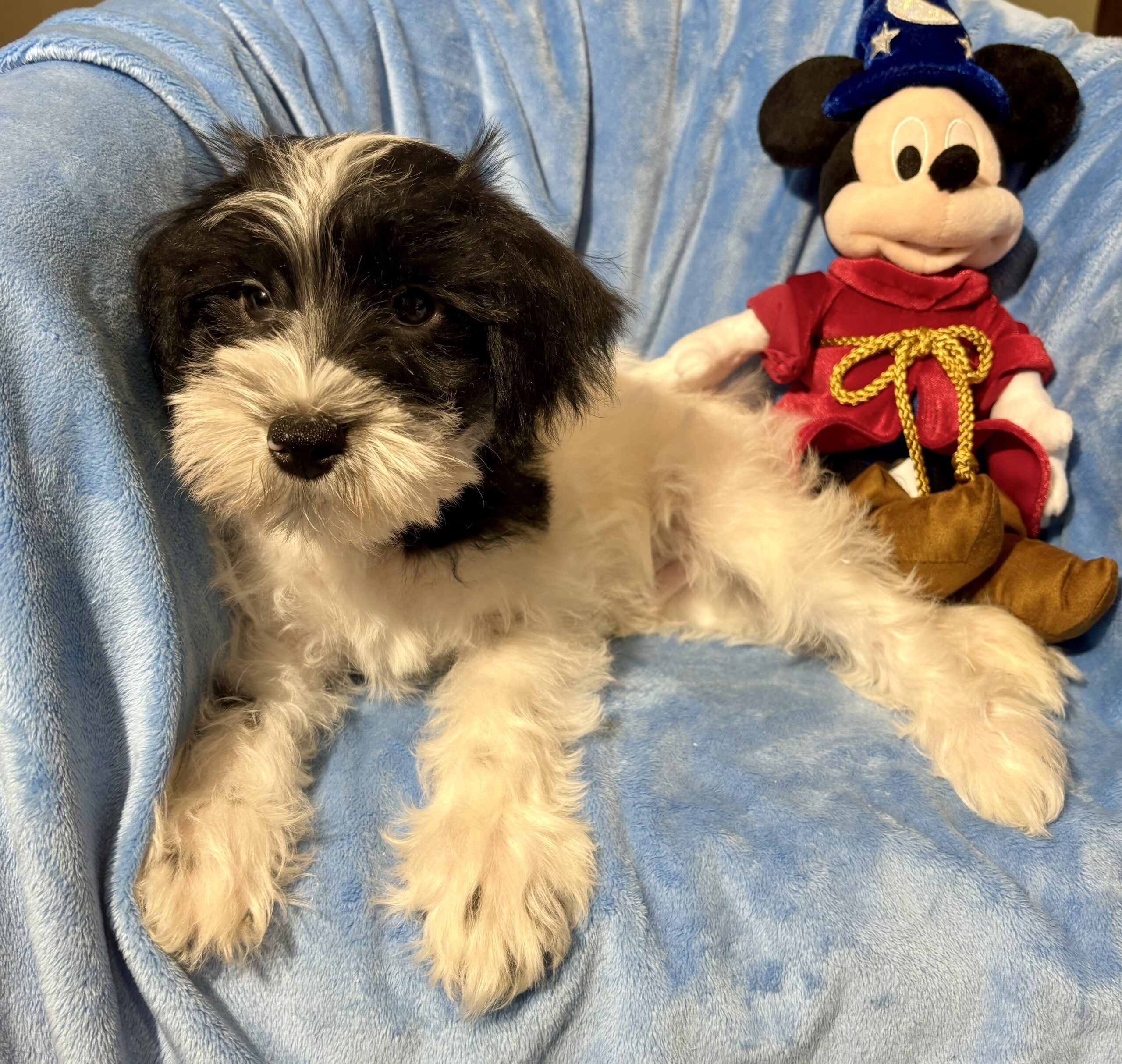 Andy – Miniature Schnauzer