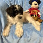 Andy – Miniature Schnauzer