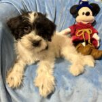 Andy – Miniature Schnauzer