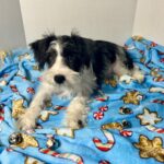 Scooter – Miniature Schnauzer