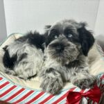 Jack – Miniature Schnauzer