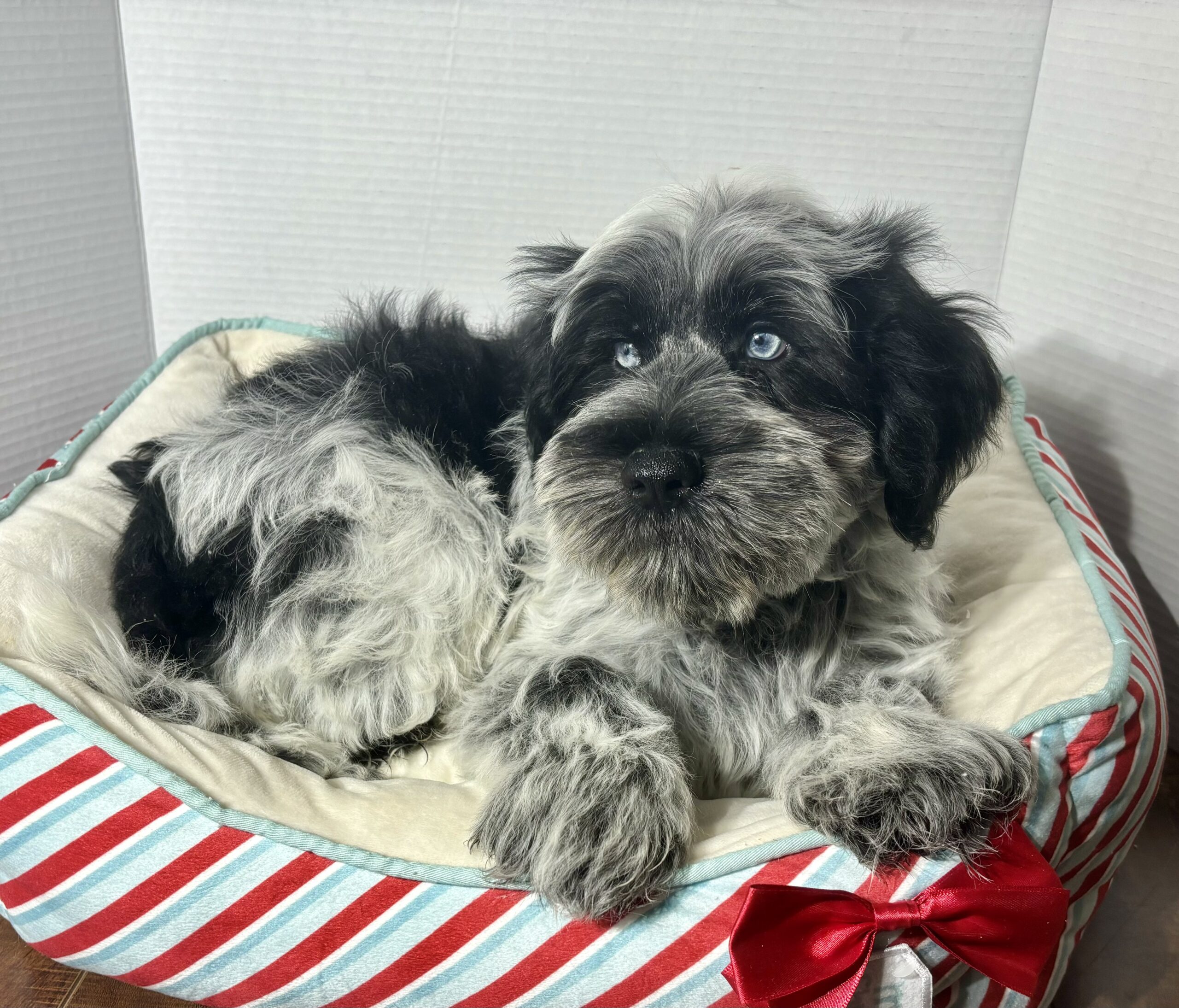 Jack – Miniature Schnauzer