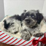 Jack – Miniature Schnauzer