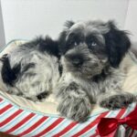 Jack – Miniature Schnauzer