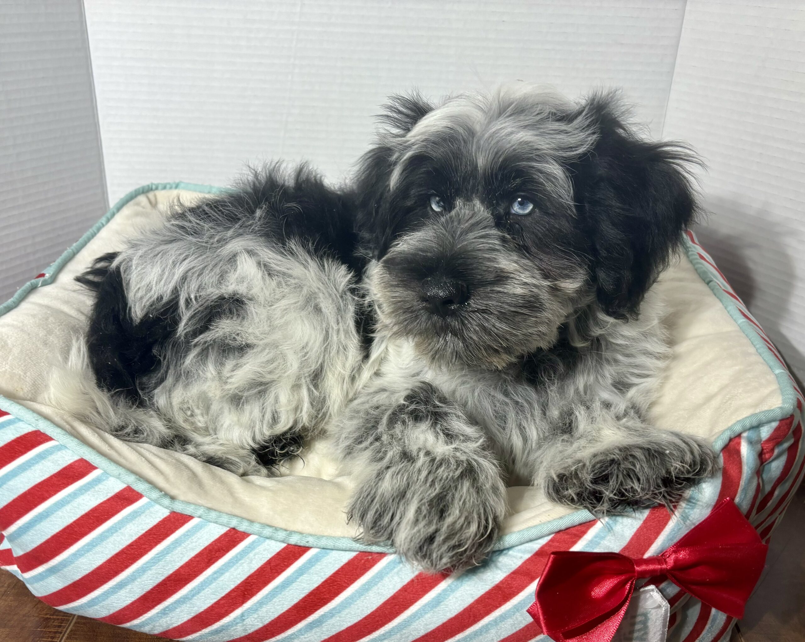 Jack – Miniature Schnauzer