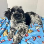 Jack – Miniature Schnauzer