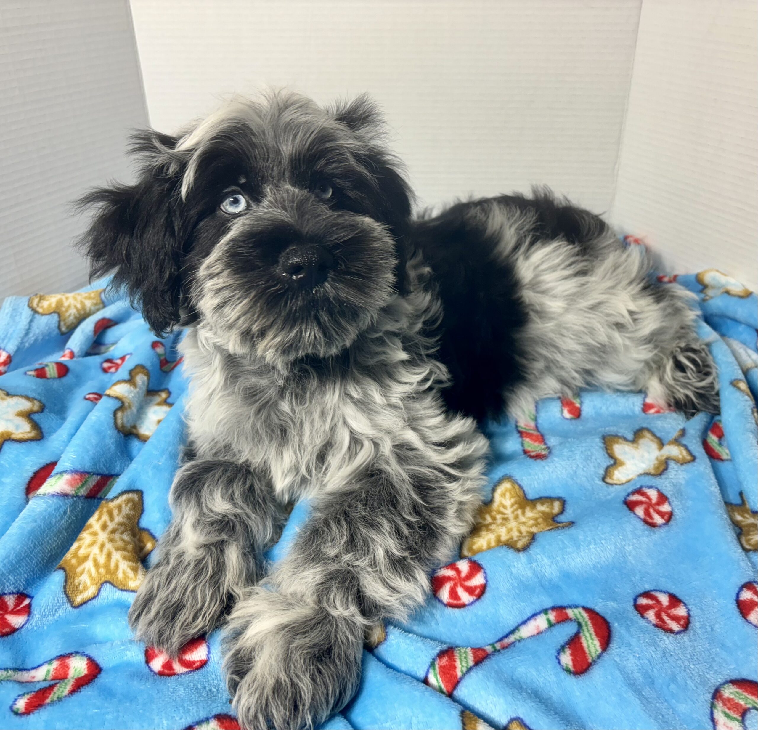 Jack – Miniature Schnauzer