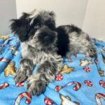 Jack – Miniature Schnauzer