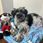 Jack – Miniature Schnauzer