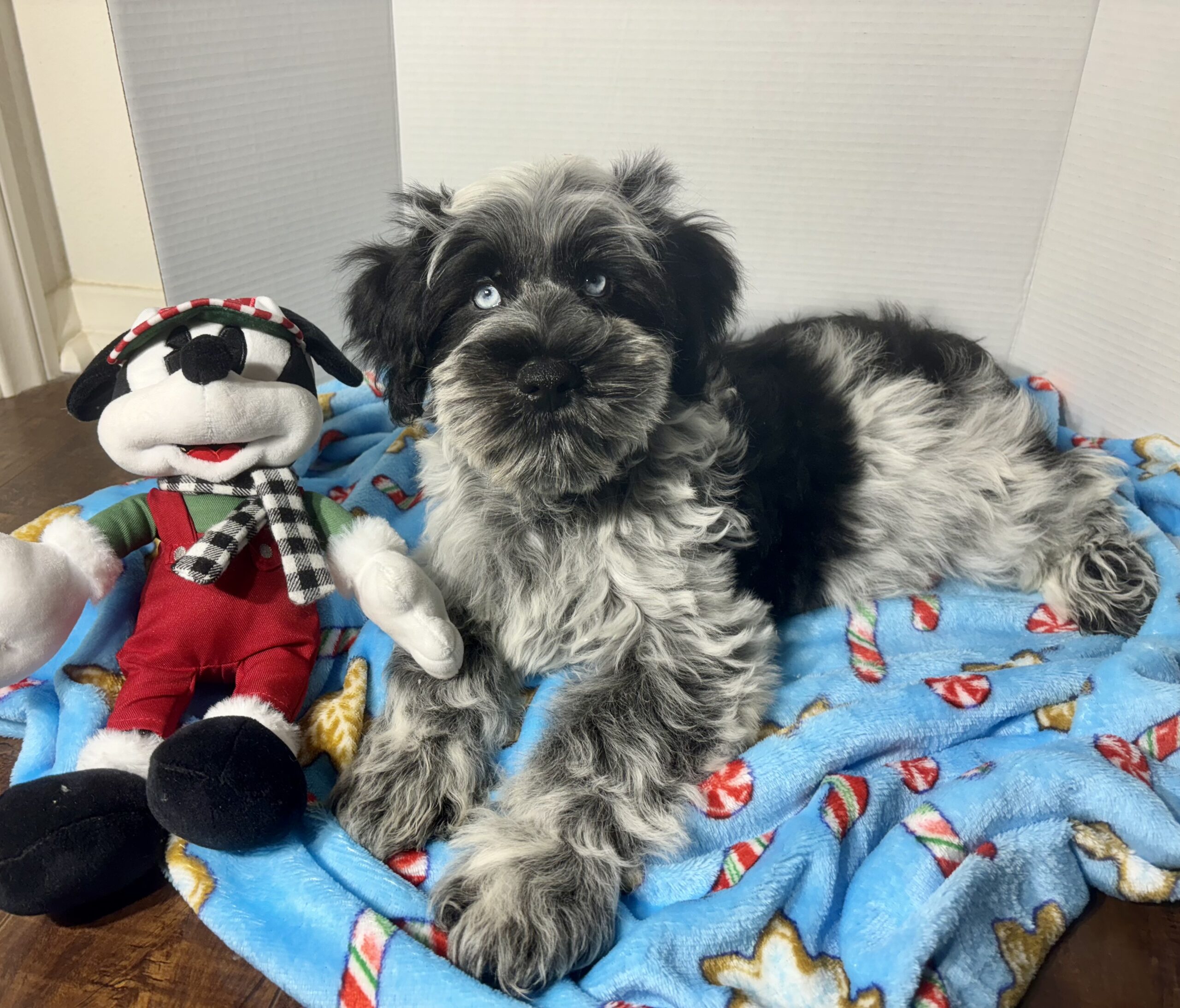 Jack – Miniature Schnauzer