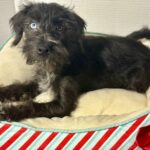 Pocahontas – Miniature Schnauzer