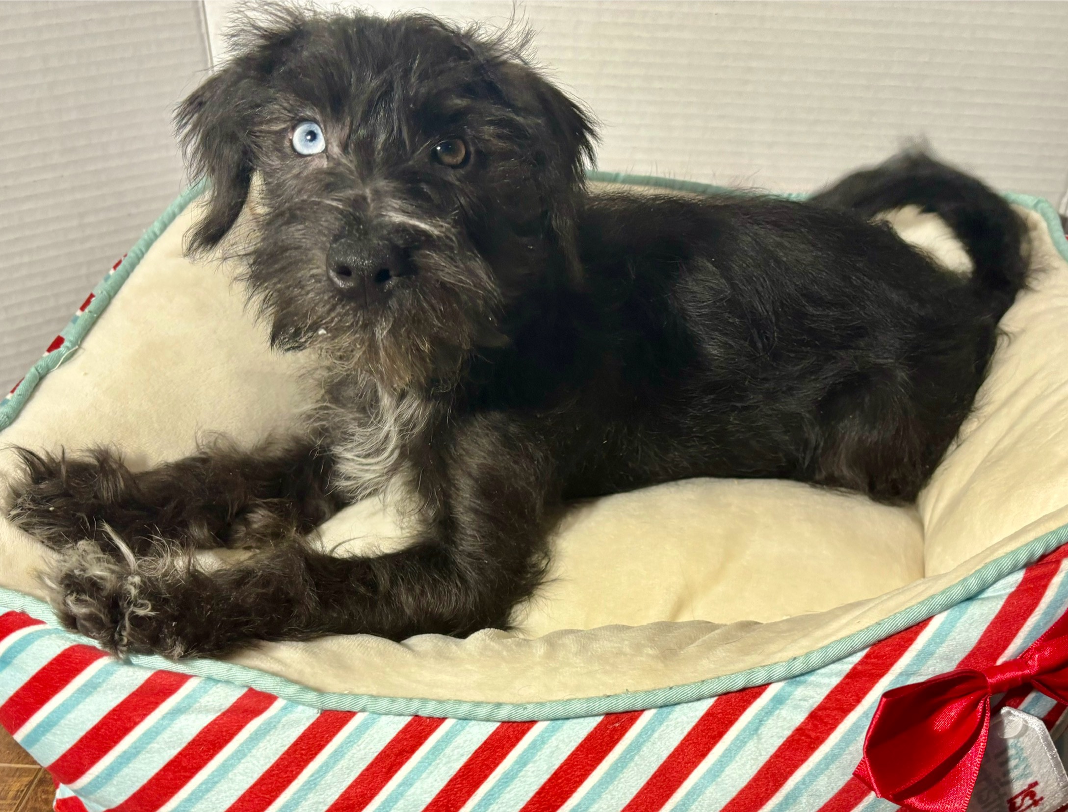 Pocahontas – Miniature Schnauzer