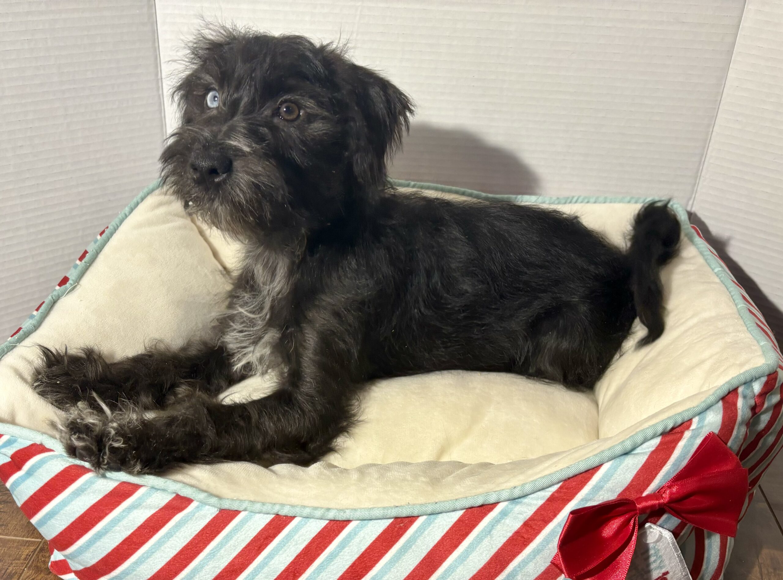 Pocahontas – Miniature Schnauzer