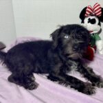 Pocahontas – Miniature Schnauzer