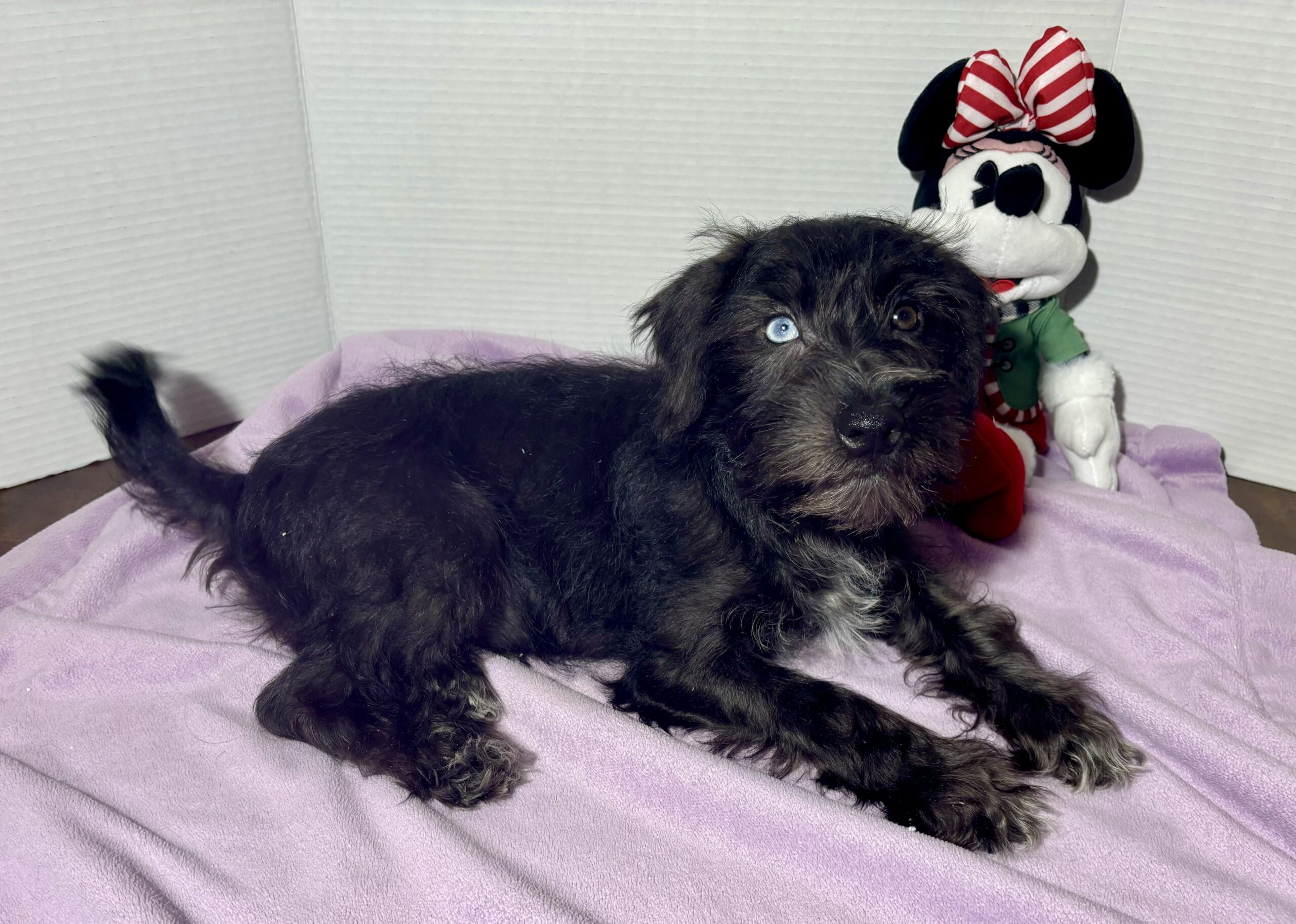 Pocahontas – Miniature Schnauzer