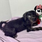 Pocahontas – Miniature Schnauzer