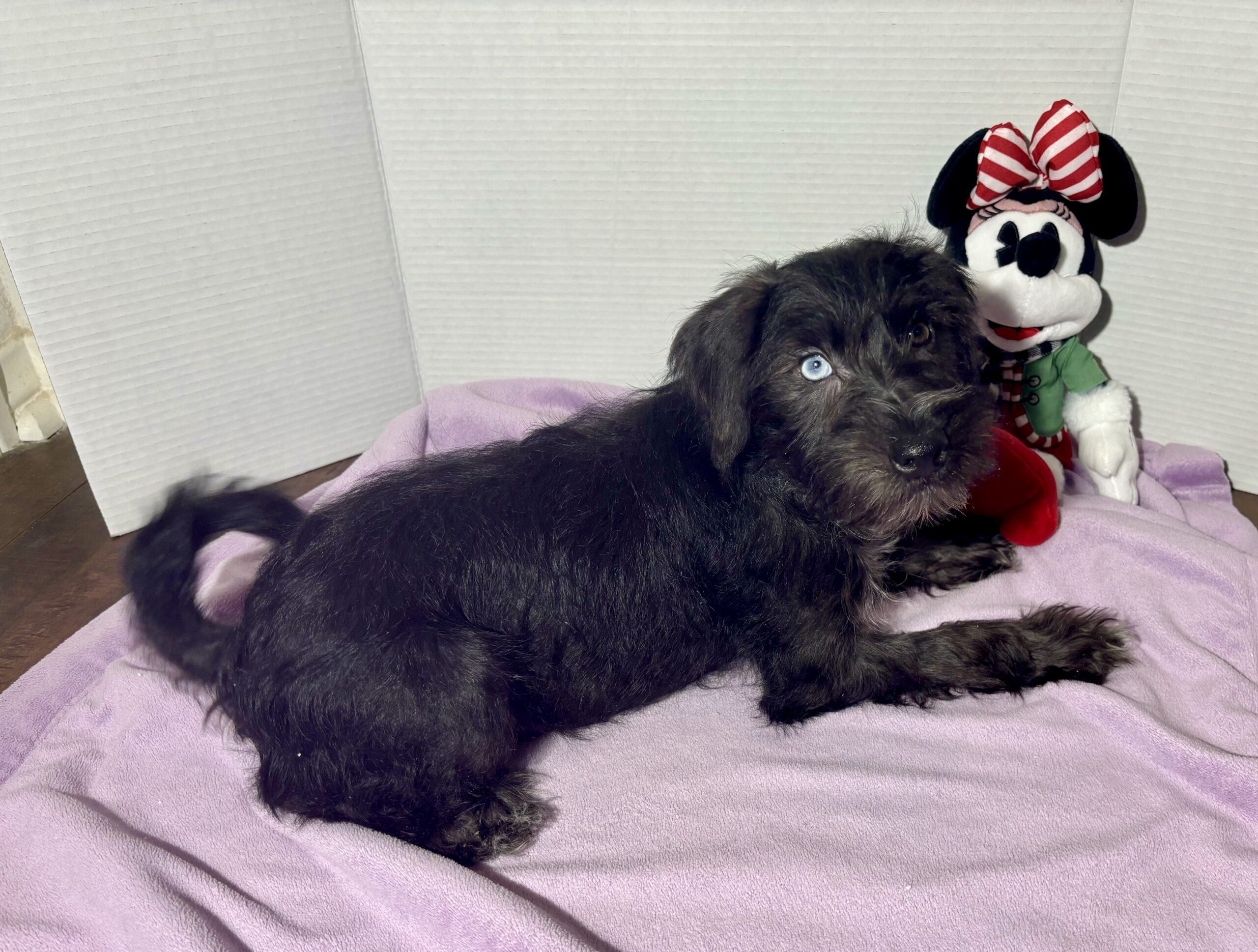 Pocahontas – Miniature Schnauzer