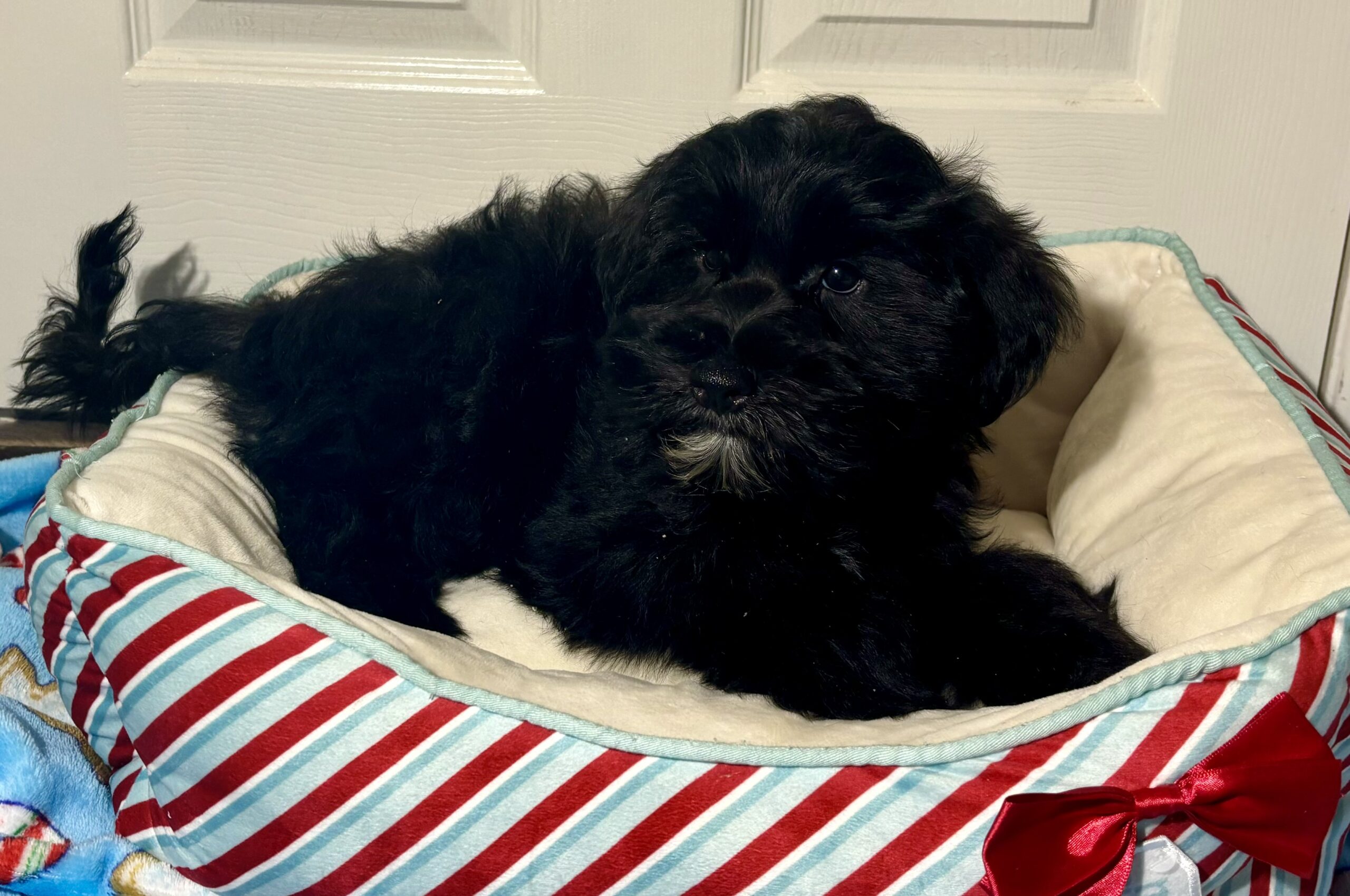 Teddy Miniature Schnauzer