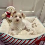 Petunia (Wheaton Miniature Schnoodle)