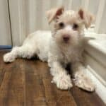 Petunia (Wheaton Miniature Schnoodle)