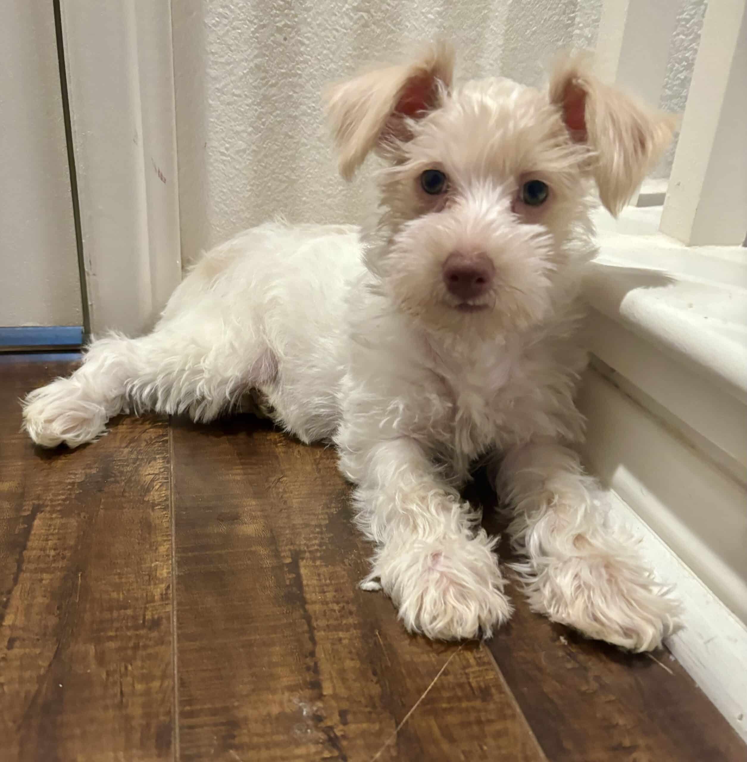 Petunia (Wheaton Miniature Schnoodle)