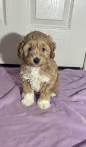 Red Miniature Schnoodle