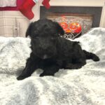 Cole – Miniature Schnoodle