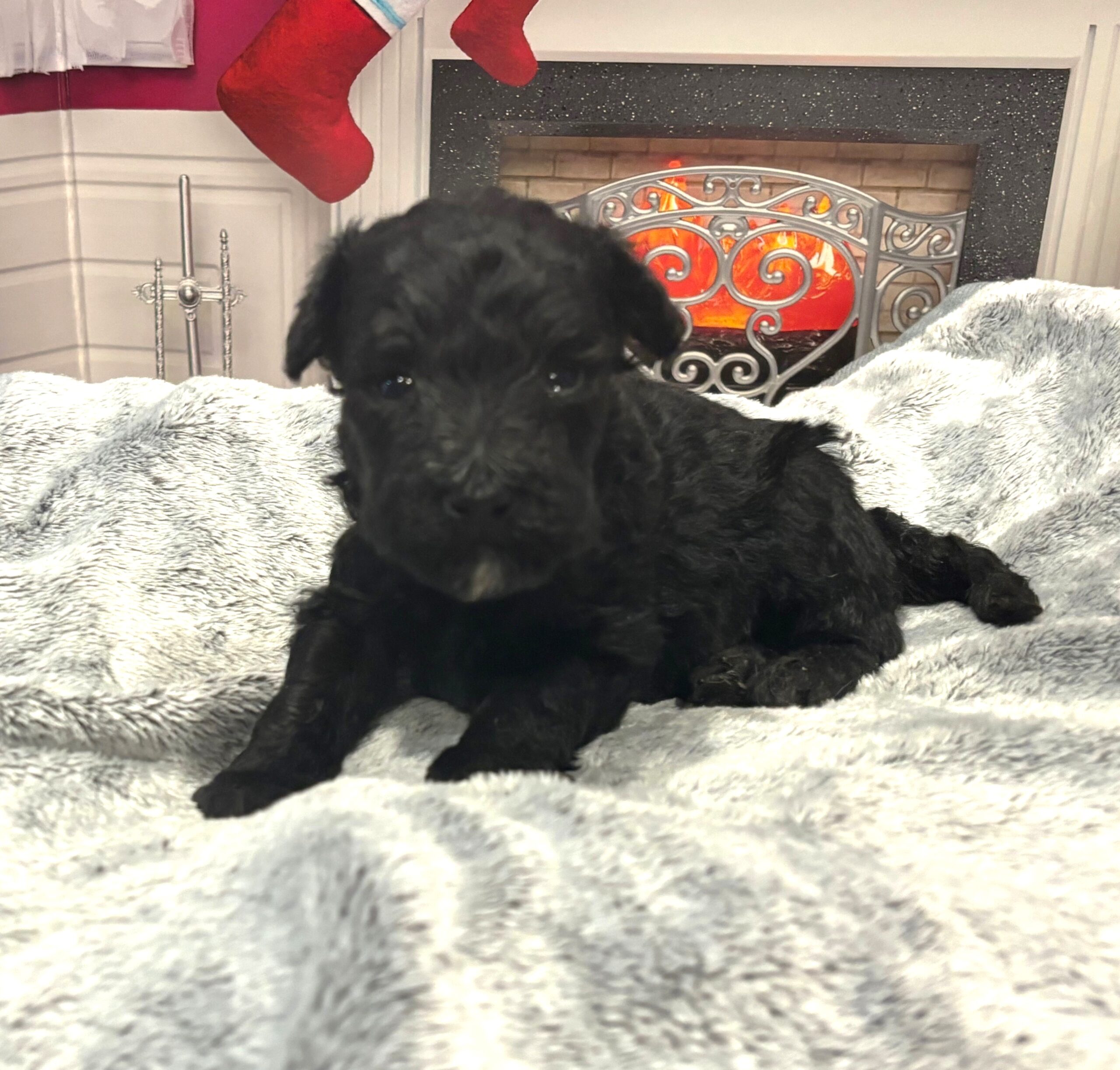 Cole – Miniature Schnoodle