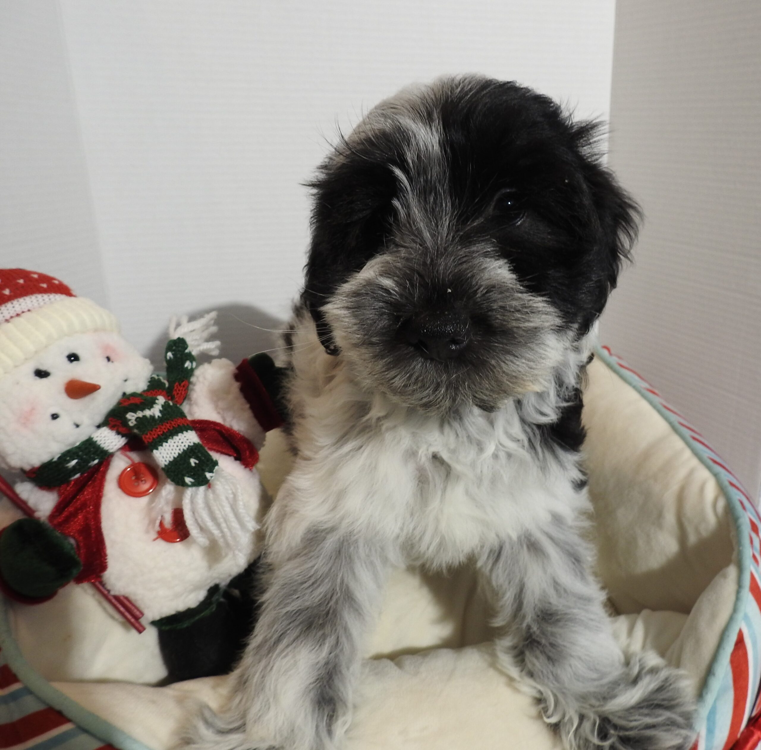 Buddy – Miniature Schnauzer