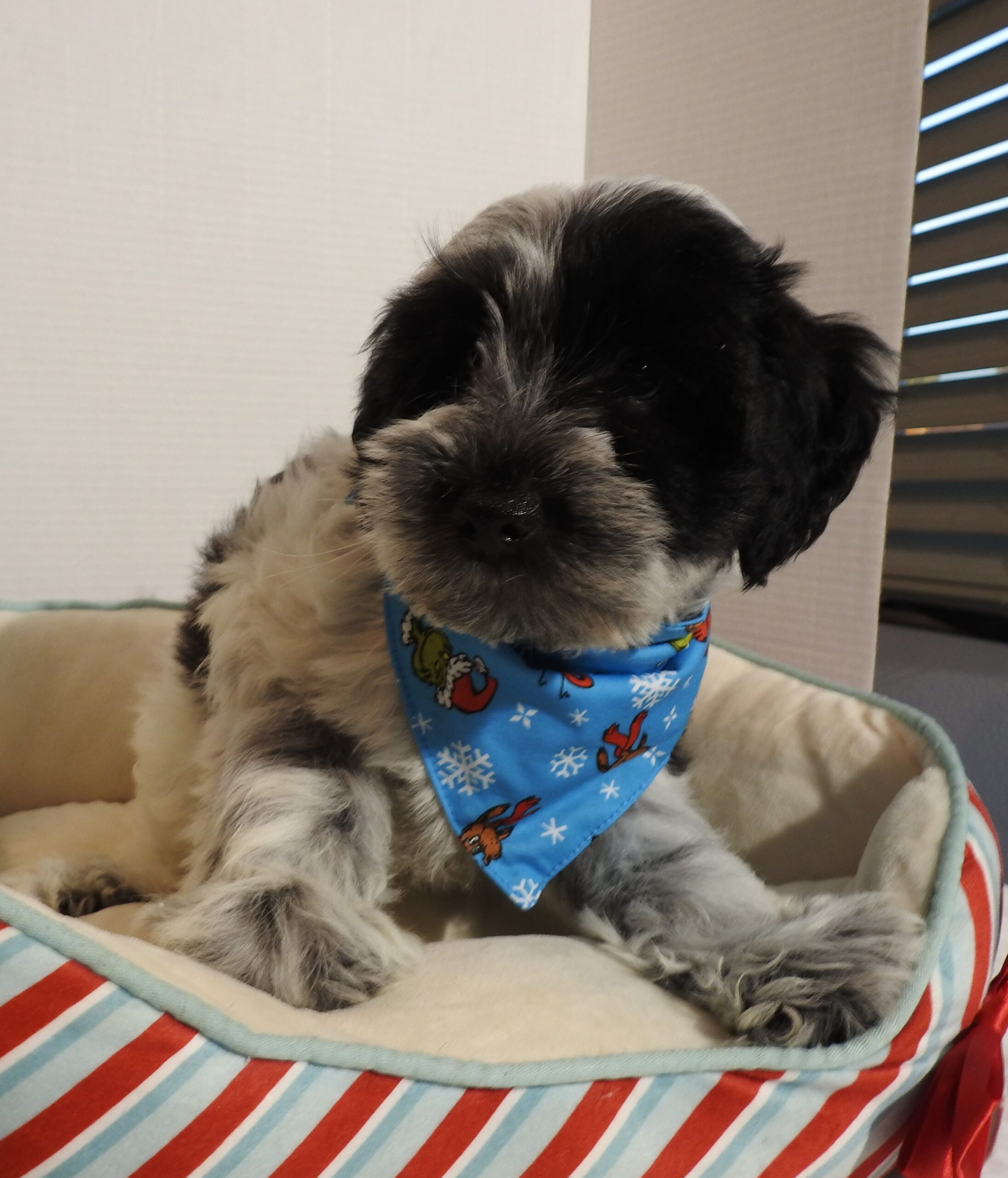 Buddy – Miniature Schnauzer