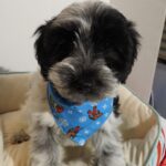 Buddy – Miniature Schnauzer